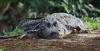 13-Foot Alligator Captured After Deadly Attack on Florida Woman