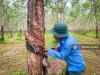 French Introduction of Rubber Plantations to Cambodia: How Colonial Ambition Changed the Kingdom’s Landscape