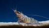 Free CSIRO program to help aquaculture SMEs turn ideas into research and development plans