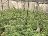Man arrested following discovery of cannabis factory in Moy