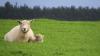 Lambing advice: Boost nutrition for ewes in late pregnancy