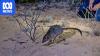 Decade of work helps remote island's native wildlife 'return to 1616'