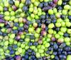 Omani olive oil, Olio' wins 3 gold medals