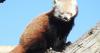 New female red panda Zaya joins Charu at Lake District Wildlife Park