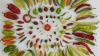 Ancient Seeds, Lost Beans: The Professor Saving North Macedonia’s Vanishing Crops
