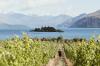 New Zealand's aromatic whites: Tailor-made for summer