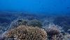 Reef Rescuers: Inspiring the next generation of ocean guardians through education