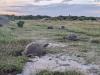Taking stock of nature:  Assomption’s biodiversity baseline assessment