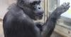 Japanese institute opens memorial site for famed chimpanzee Ai