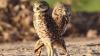 Beneath Bergmann’s Rule: Why burrowing owls grow bigger in the North