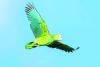 PSA from the Aruba Conservation Foundation: How to behave when you...