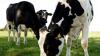 Is Irish dairy now more attractive than New Zealand’s?
