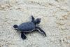 South Carolina beach homes face turtle-safe lighting warnings, but violations surface after dark