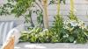 Gardeners are using this winter garden essential to keep their plants cool in hot weather – it's this year's surprise summer staple