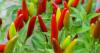 Organic production is increasing in Mississippi