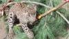 Leopard killed in Bajaur, wildlife department launches probe