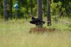 White-rumped vulture returns to a Cambodian sanctuary after a decade’s absence