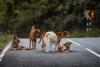 Turkey has removed 1 million stray dogs from its cities