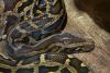 Florida opens 10-day Burmese python hunt with $25,000 in prizes for Everglades removals