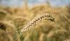 “Logistics and demand bottlenecks” are putting pressure on the price of Moldovan barley
