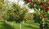 A methodology for planting orchards has been developed in Moldova