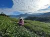 High-Mountain Tea in Alishan: Envisioning a Cultural Economy for a Sustainable Future