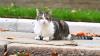 How old is Larry the Cat? Andy Burnham to meet Downing Street feline