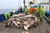 Chagos: The Next Seventy Years