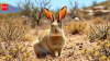 Spain and Portugal have been hiding a second rabbit species for nearly 2 million years