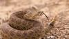 Idaho visitor checking a California waterline survives 2 rattlesnake bites, 54 antivenom doses
