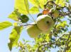 The root of the crisis: Martinelli’s contract cuts are just the latest blow to California apple farmers