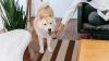 Stop dog slobber from ruining your furniture