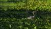Does Florida’s tech capital dream betray its commitment to conservation?