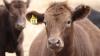 Australian agriculture continues to record the highest fatality rates according to latest Farmsafe report