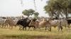Africa Targets $3bn Investment to Transform Livestock Industry