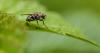 Simple kitchen ingredient that gets rid of flies without chemicals