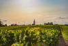 Bordeaux vineyard values plunge as wine sales fall below three million hectolitres