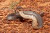 Australia cyclist bitten after 6-foot eastern brown snake gets tangled into bike chain