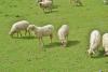 Volkswagen Replaced Lawnmowers with 100 Sheep at Its Solar Park in Poland
