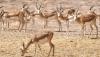 Iraq risks losing 134 wildlife species to climate change and pollution
