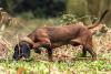 The Bavarian mountain hound: a stalking companion not to be sniffed at