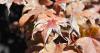 Japanese maples won't go 'crispy' in summer if gardeners do 3 key jobs
