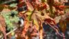 Gardeners urged to do 3 key tasks in summer to stop Japanese maple going crispy