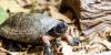 Ocean Park Hong Kong opens freshwater turtle conservation centre