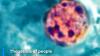 Taylor Farms lettuce from Taco Bell, Walmart recalled linked to cyclosporiasis