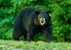 Bear sightings are increasing in CT. Here’s what you need to know. 