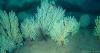 Deep Sea Camera System Uncovers Living Coral Reef off Benin
