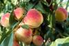 New Hampshire Peaches (and this Recipe) are Peachy Keen