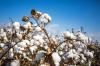 Construction of 1st full-cycle Kazakh cotton-textile cluster under way