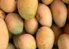 Dominican Republic reinforces fruit fly controls to maintain mango exports